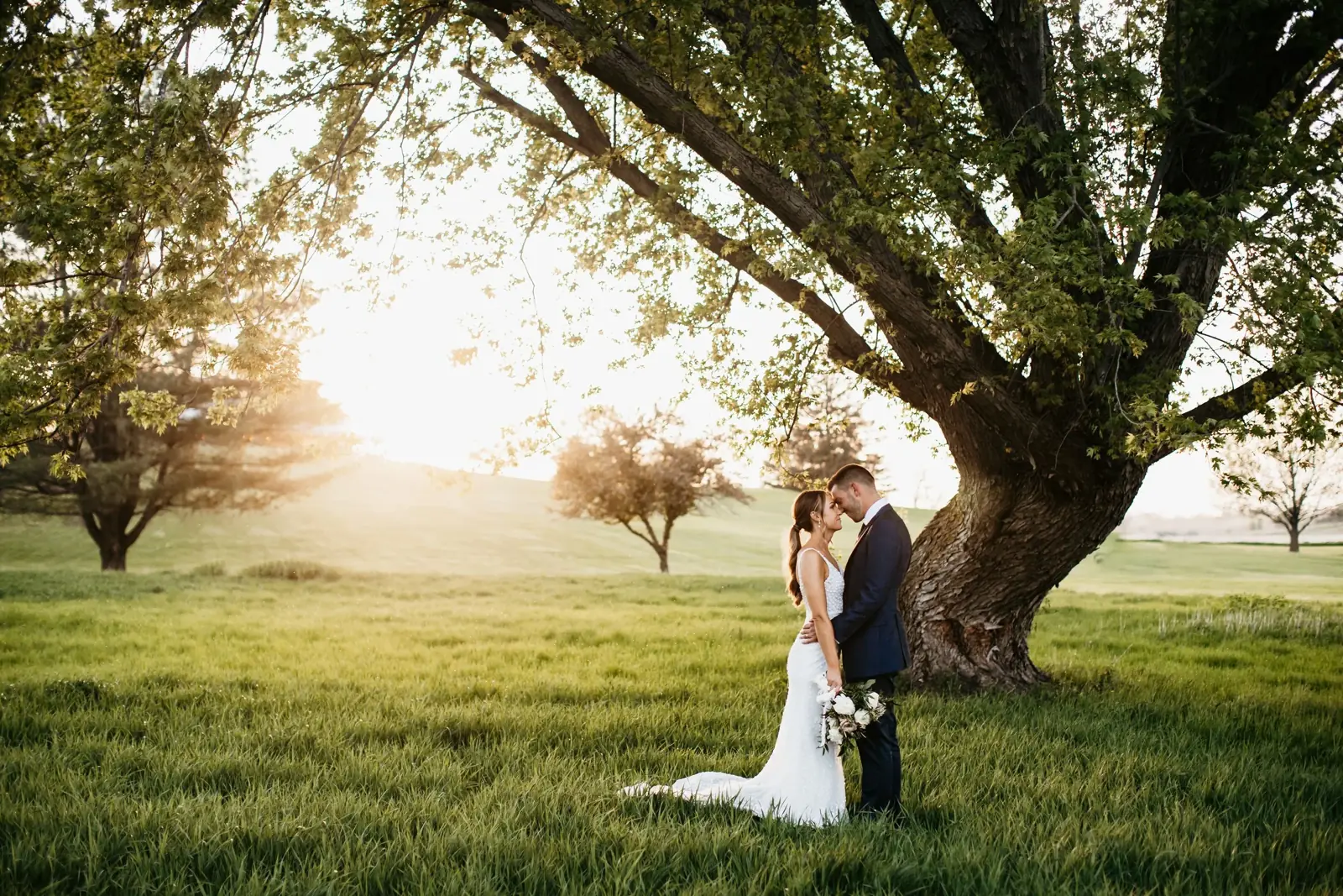 Golden hour under the big maple