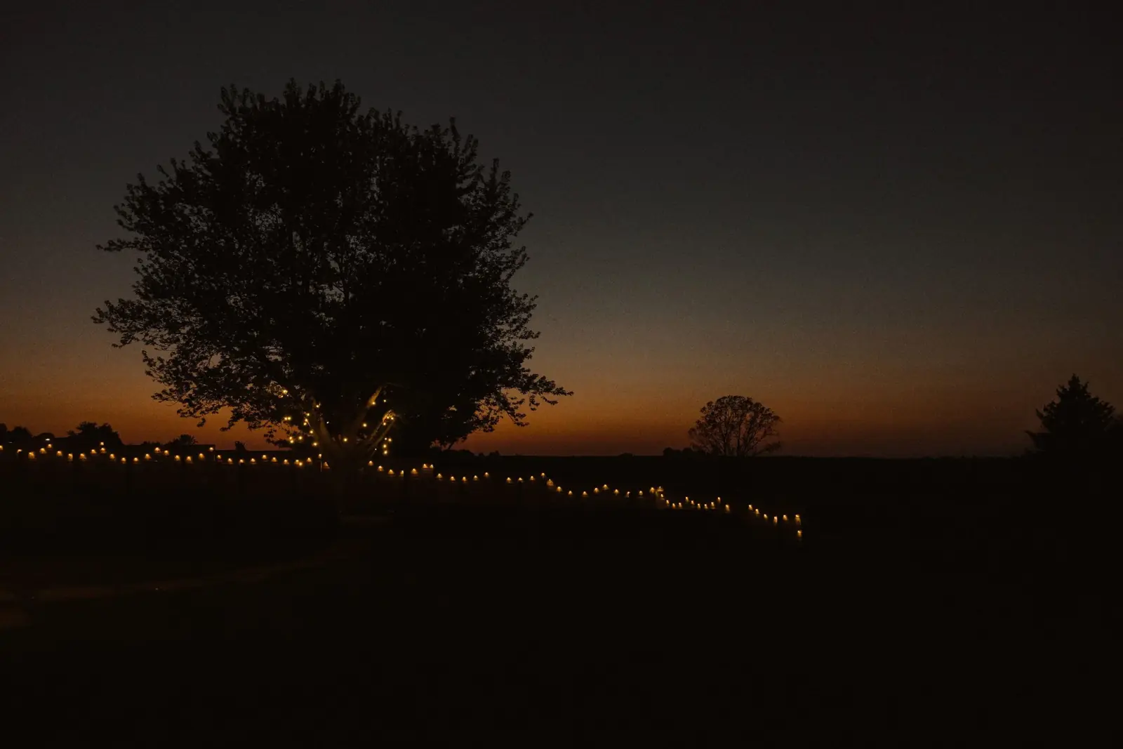The maple tree lit at night